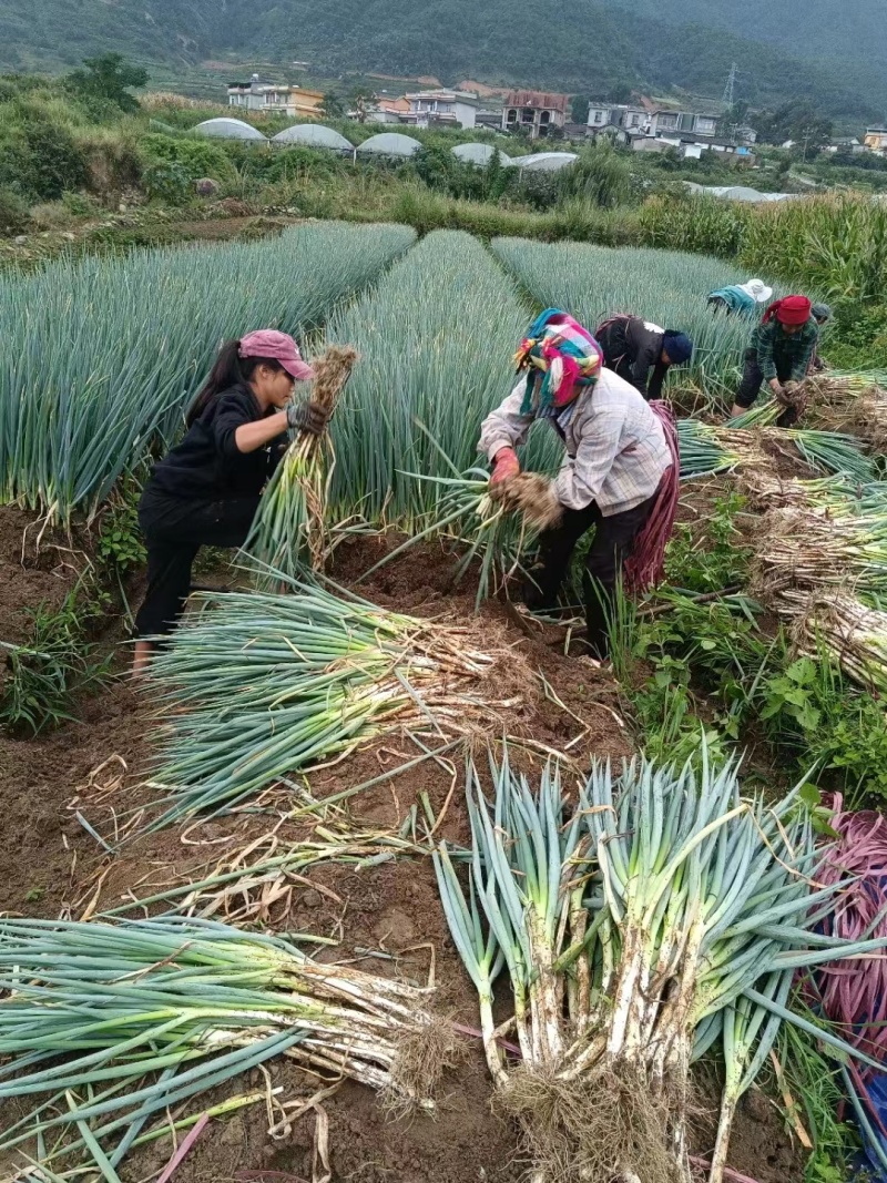 四川本地钢葱，铁杆大葱，刚刚移栽，欢迎各位老板莅