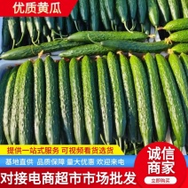 密刺黄瓜莘县黄瓜产地直发无中间商可视频看货品质保证