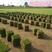 紫羊茅种子多年生草坪种子护坡种子绿化草种耐寒观赏冷剂型草