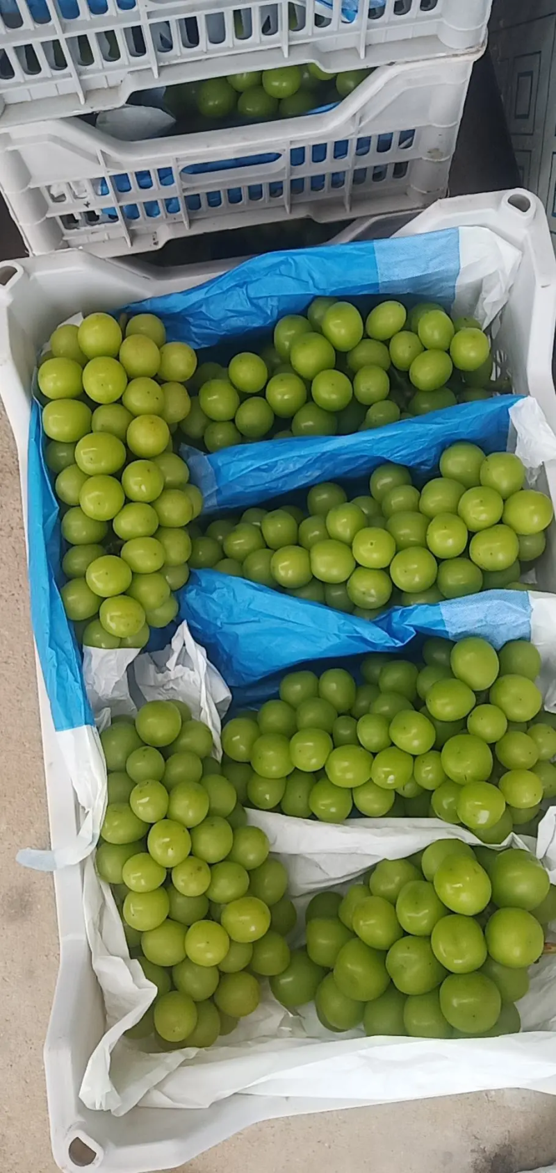 阳光玫瑰，江苏新沂万亩葡萄基地，价格合理，诚信经营！