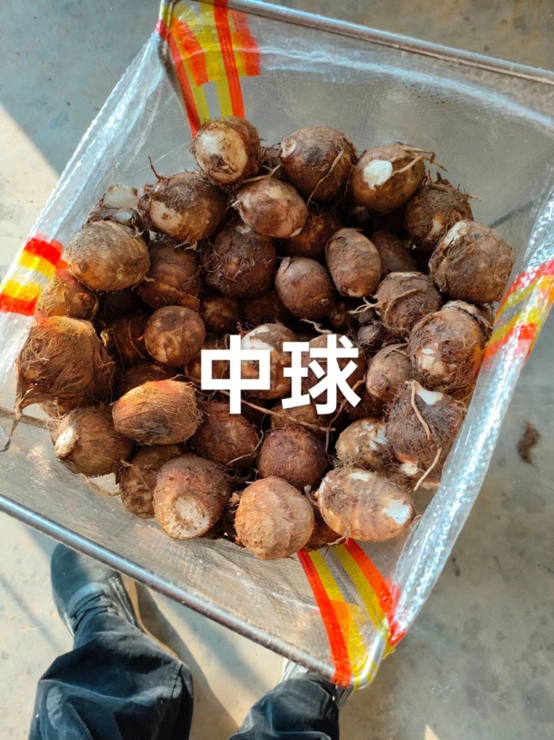 山东芋头山东毛芋头芋头8250规格齐全