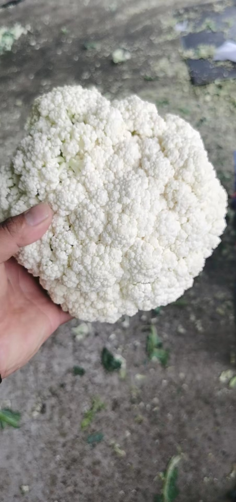 松花菜菜花原产地发货质量非常好白面青梗专业代收发全国