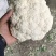 松花菜菜花原产地发货质量非常好白面青梗专业代收发全国