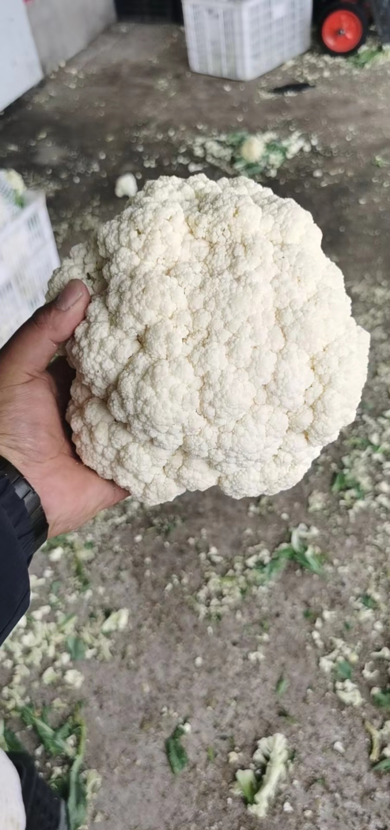 松花菜菜花原产地发货质量非常好白面青梗专业代收发全国