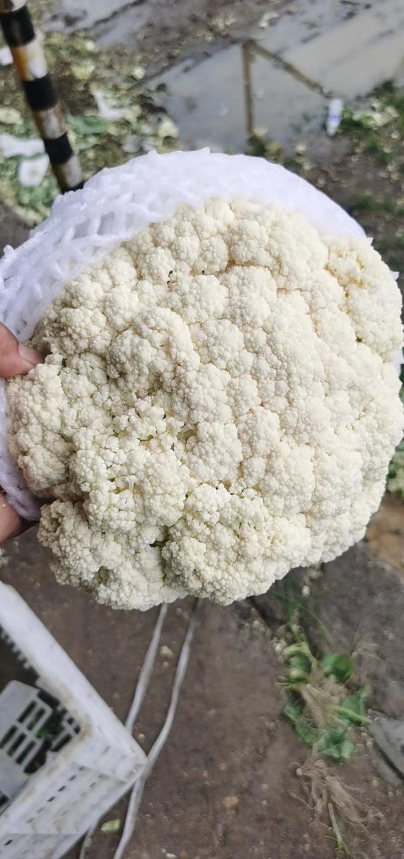 松花菜菜花原产地发货质量非常好白面青梗专业代收发全国