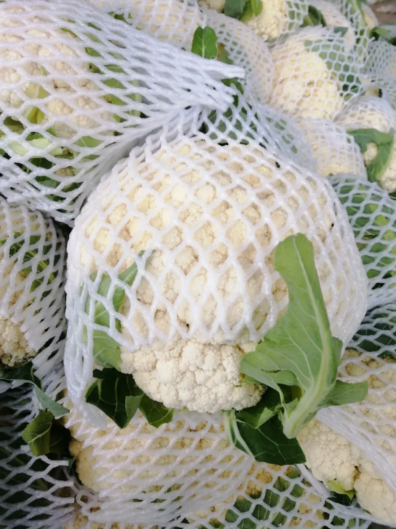 松花菜菜花原产地发货质量非常好白面青梗专业代收发全国
