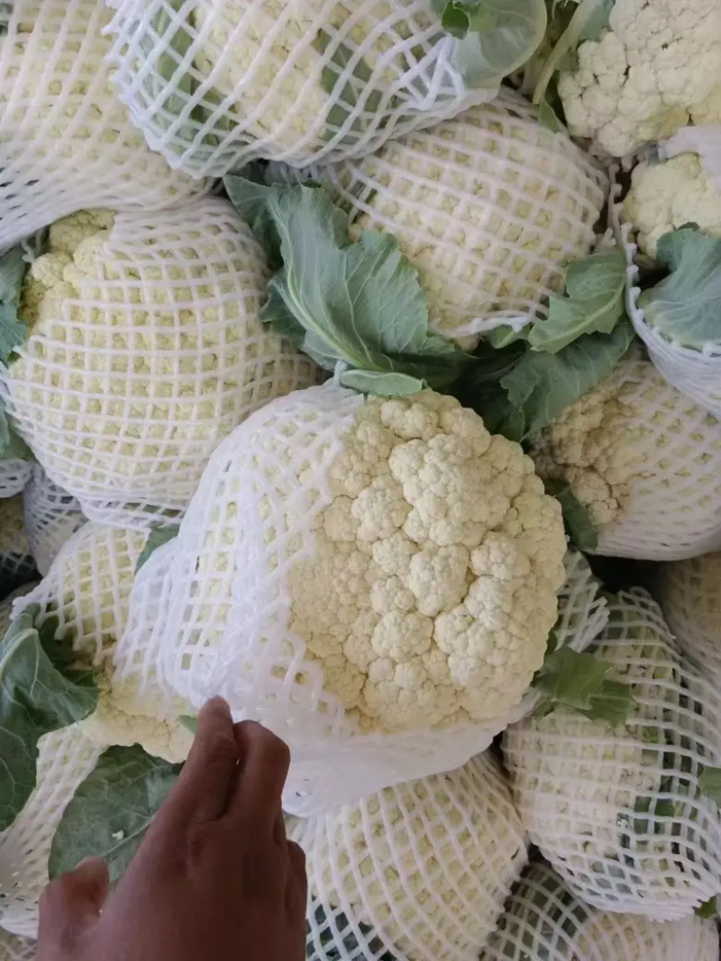 松花菜菜花原产地发货质量非常好白面青梗专业代收发全国
