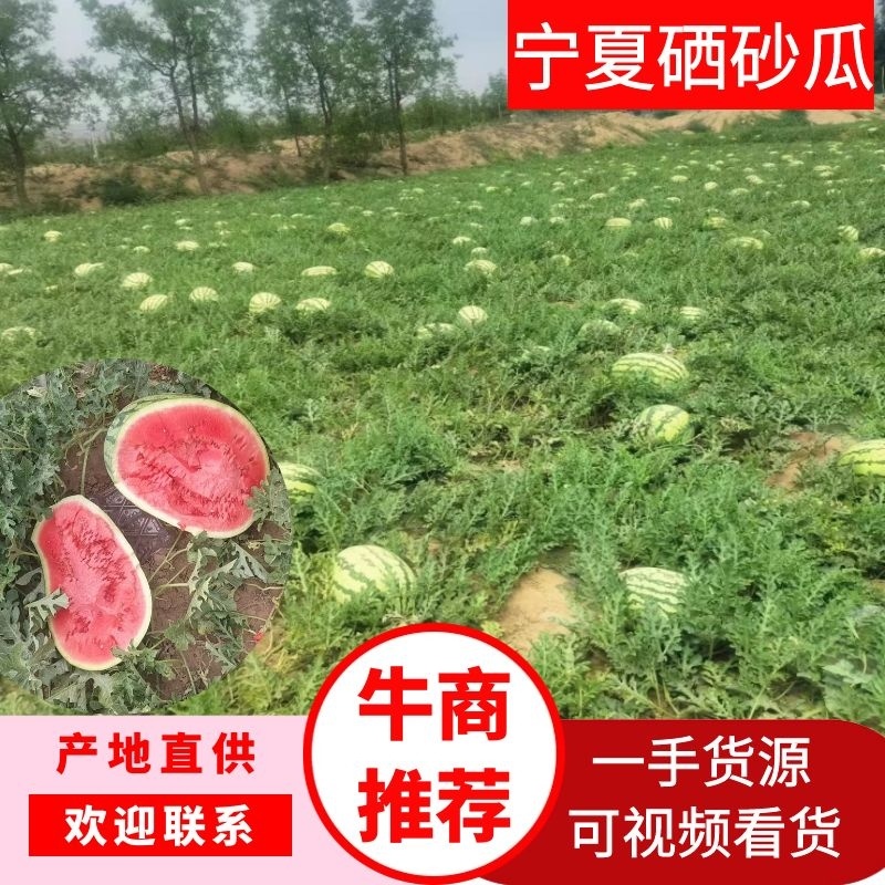 宁夏硒砂瓜石头瓜大量供应产地直发量大从优欢迎电联