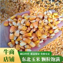 玉米颗粒二级玉米养殖饲料颗粒饱满价格合理优惠全国发货