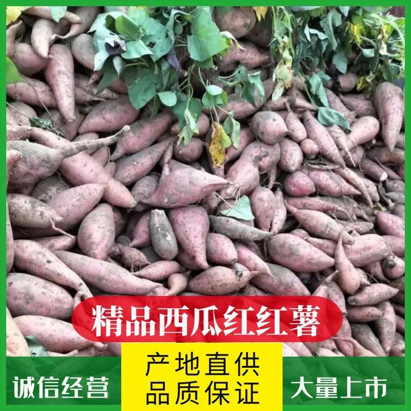河南精品西瓜红红薯大量上市中基地直供诚信经营量大从优