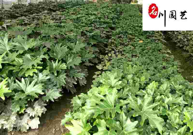供应大量春羽杯苗好养易活四季常青灌木春羽办公室绿植