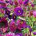 四季混色翠菊种子重瓣矮杆阳台庭院盆栽易活多年生花种子