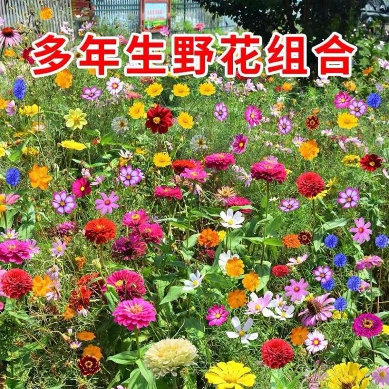 四季混色翠菊种子重瓣矮杆阳台庭院盆栽易活多年生花种子