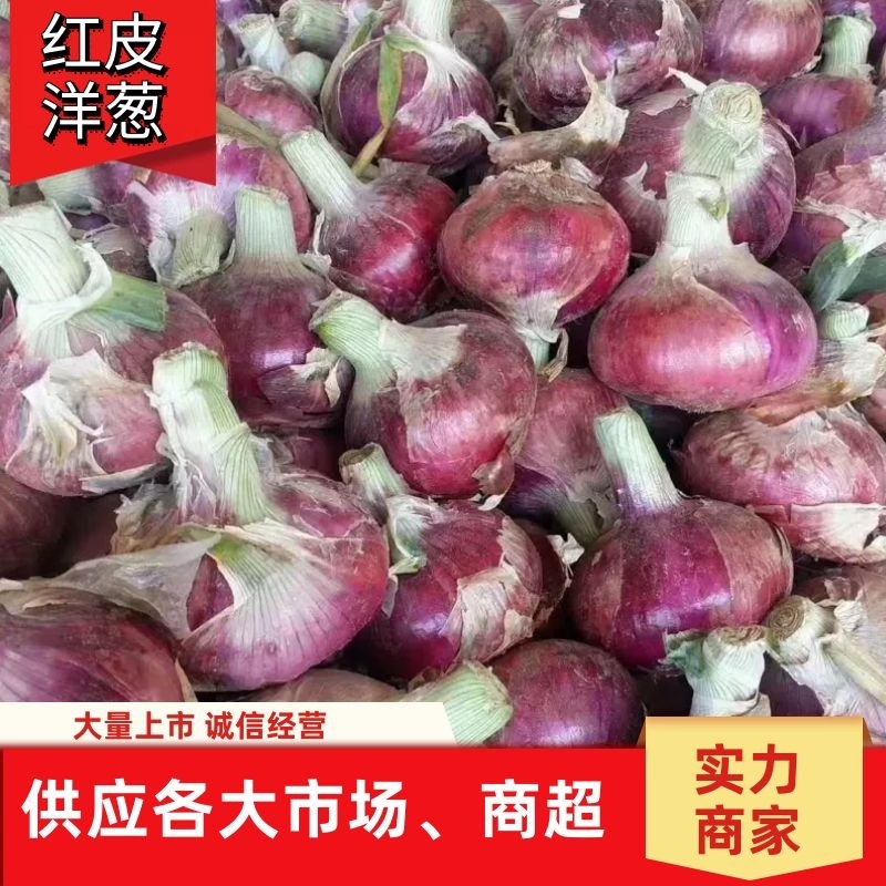 🔥【好货】红皮洋葱新鲜上市产地直发诚信经营