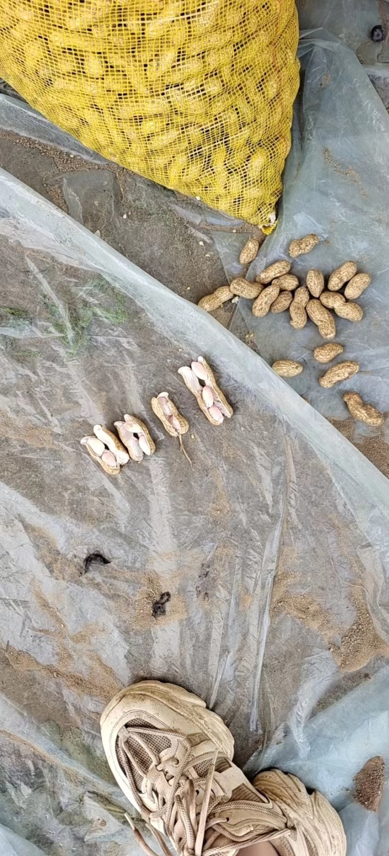 纯沙地鲜花生大白沙小白沙湿花生过筛子手选果电商市场大量