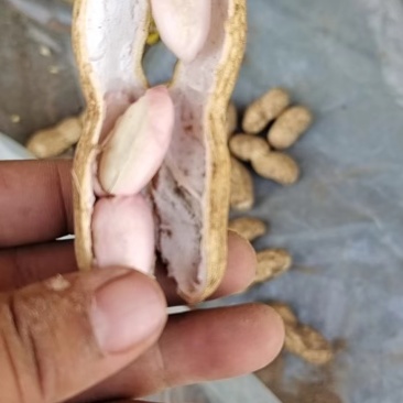 纯沙地鲜花生大白沙小白沙湿花生过筛子手选果电商市场大量