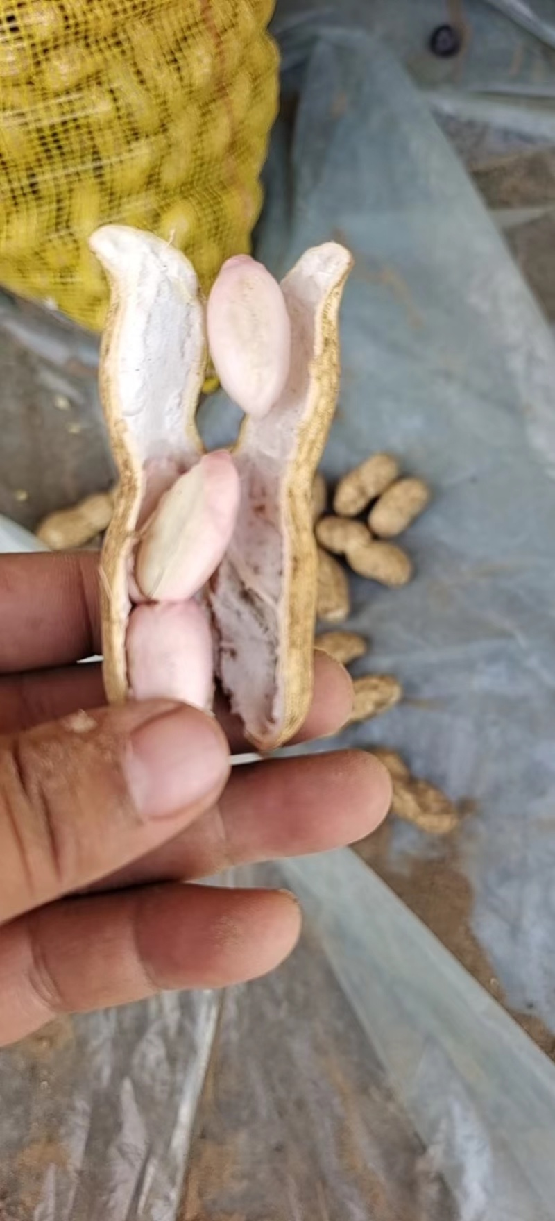 纯沙地鲜花生大白沙小白沙湿花生过筛子手选果电商市场大量