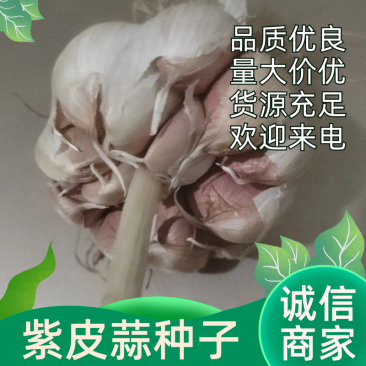 【推荐】山东济南白桥大青稞大蒜种子，品质优良！货源充足！