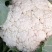 【复购多】有机花菜松花菜青梗白面走市场商超代发全国