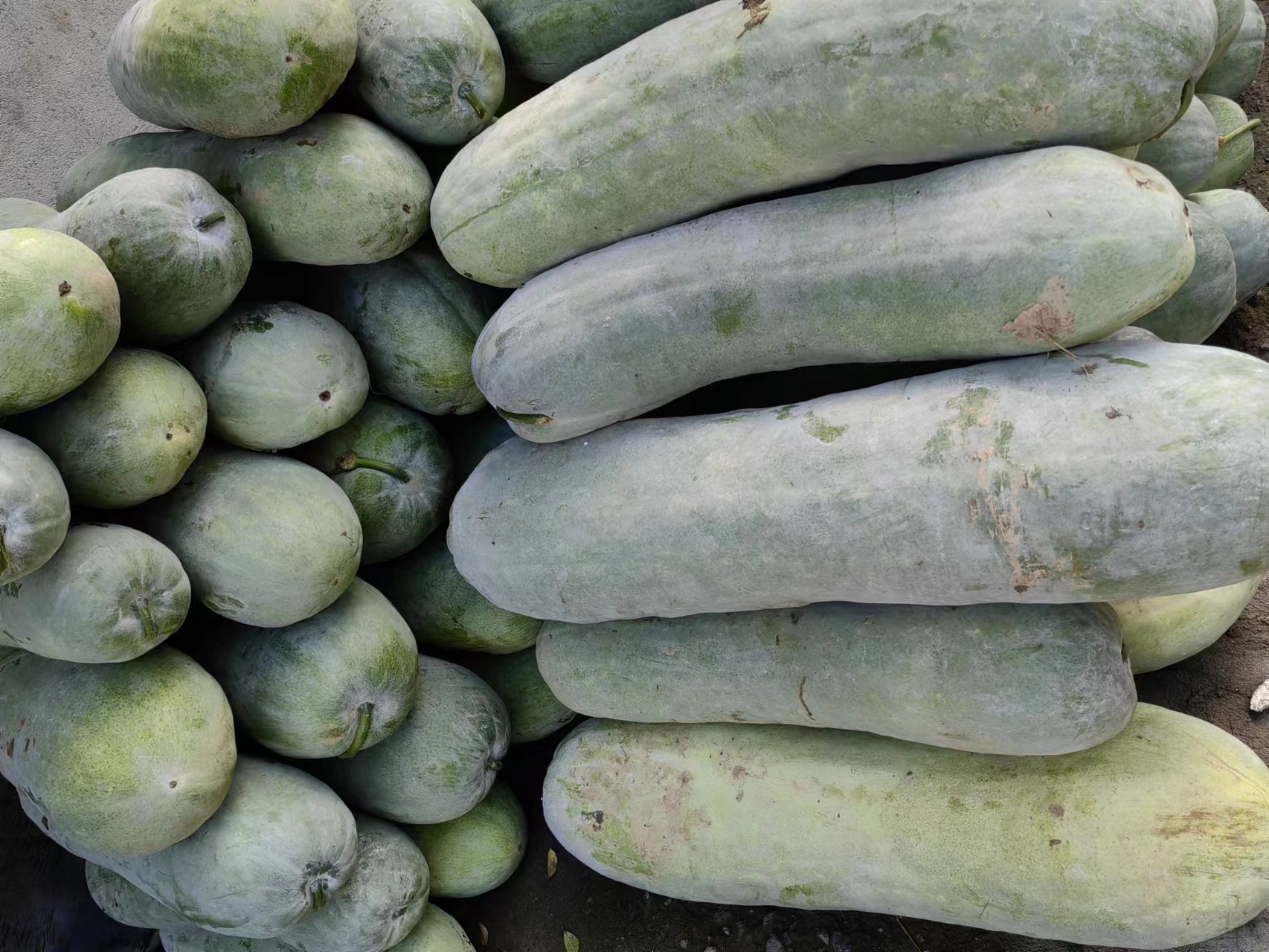 白皮冬瓜新鲜外皮特写