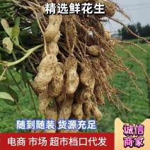 【优选品质】开封沙地鲜花生（白沙系列）颗粒饱满欢迎来电