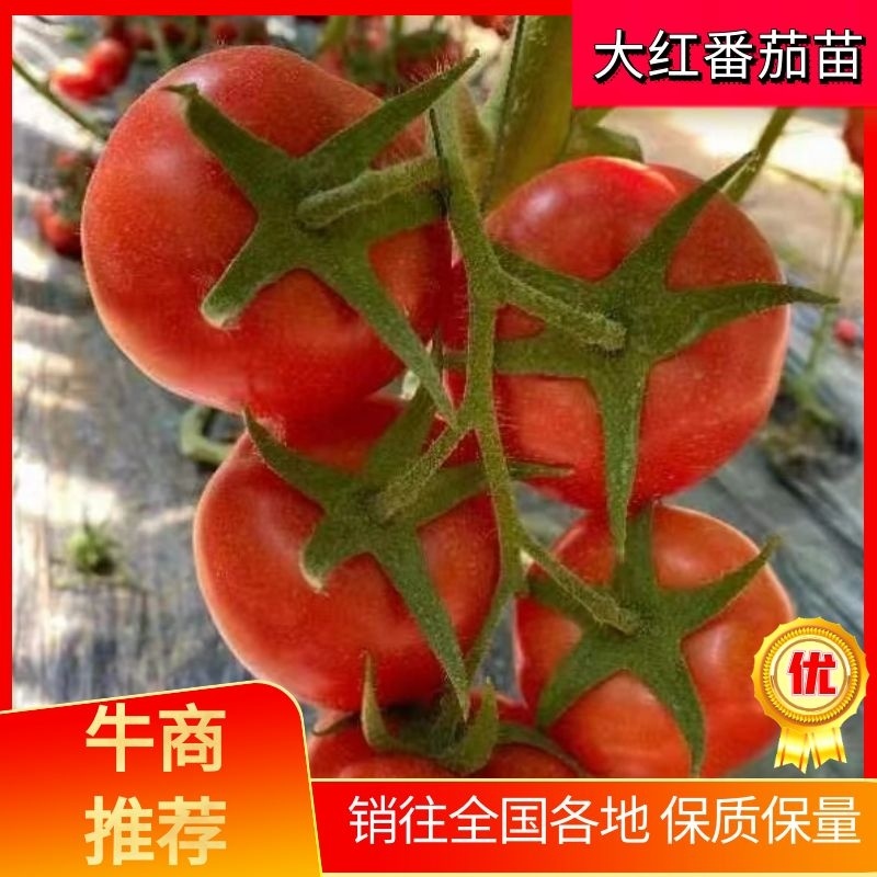 早熟西红柿，石头果红果番茄苗，高抗死棵线虫，抗TY包成活