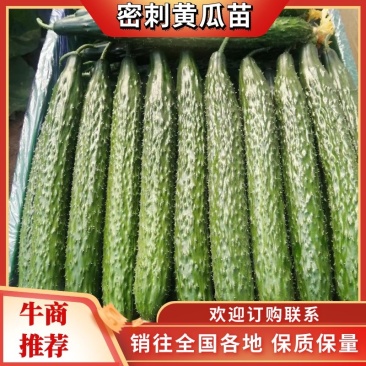 黄瓜苗，嫁接水果黄瓜苗，强雌油量型，适合早春，延秋，越冬