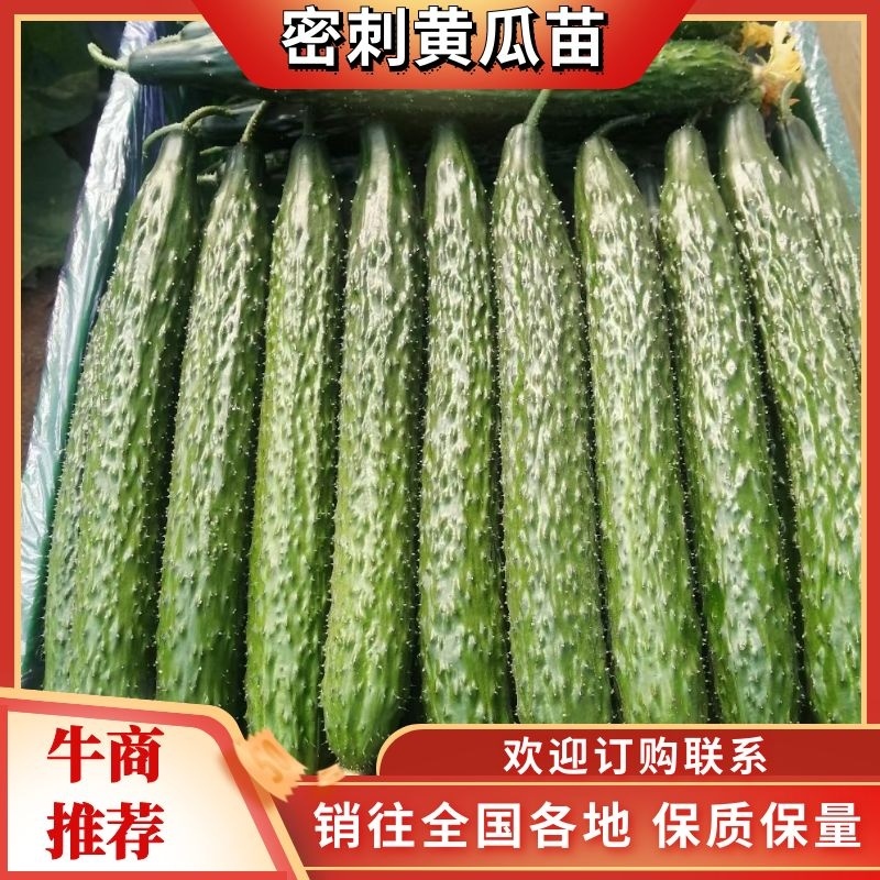 黄瓜苗，嫁接水果黄瓜苗，强雌油量型，适合早春，延秋，越冬