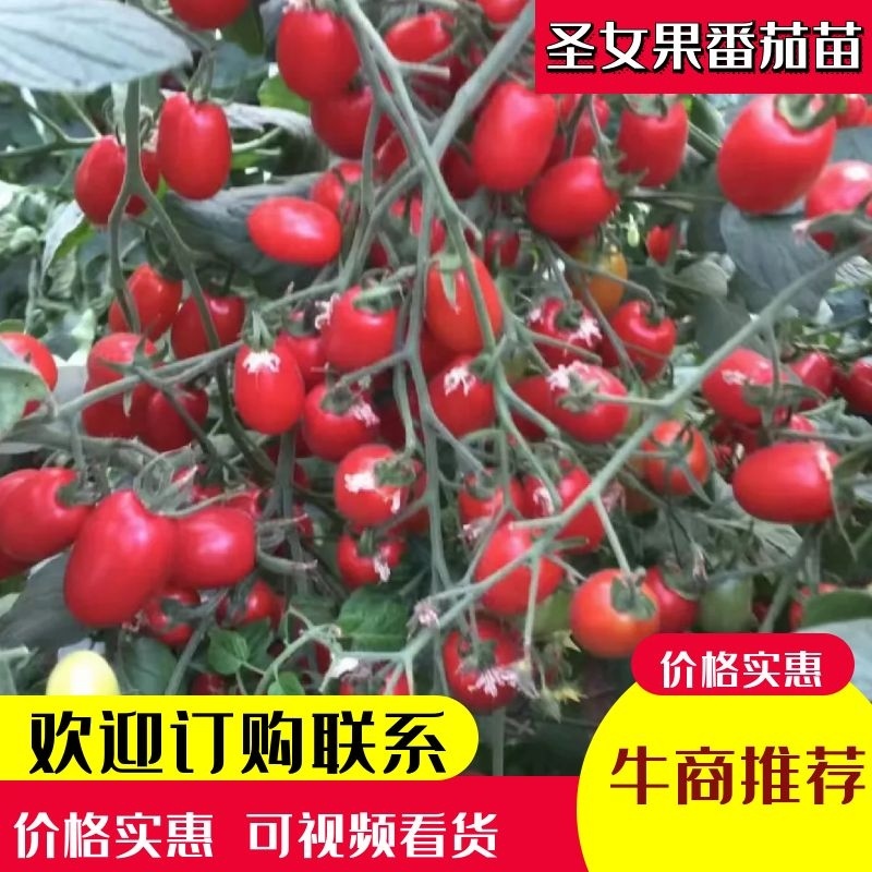 圣女果，各种樱桃番茄苗，基地直发
