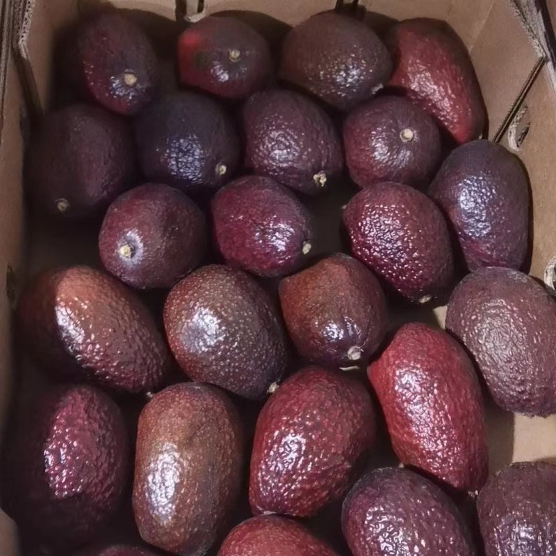 牛油果，精品大量供应，全国发货，支持视频看货，货源稳定
