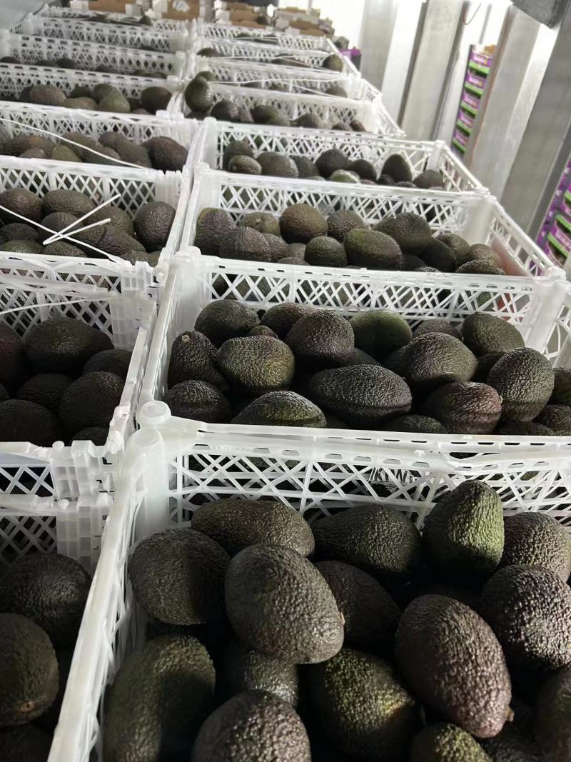 牛油果，精品大量供应，全国发货，支持视频看货，货源稳定