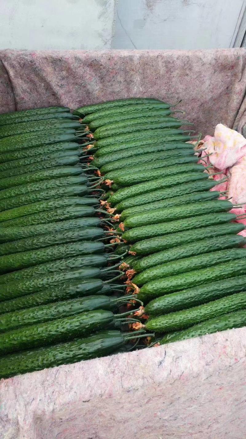 密刺油亮黄瓜，25-30公分以上黄瓜，产地直发，一手货源