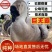 【优选】正宗狮头鹅苗汕头巨型霸王狮头鹅活体苗包打疫苗