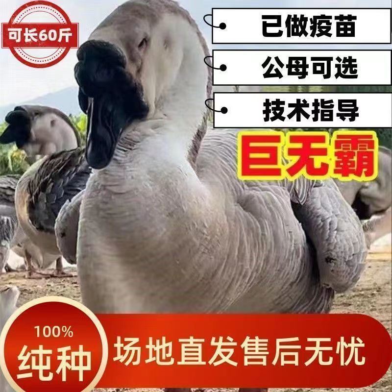 【优选】正宗狮头鹅苗汕头巨型霸王狮头鹅活体苗包打疫苗