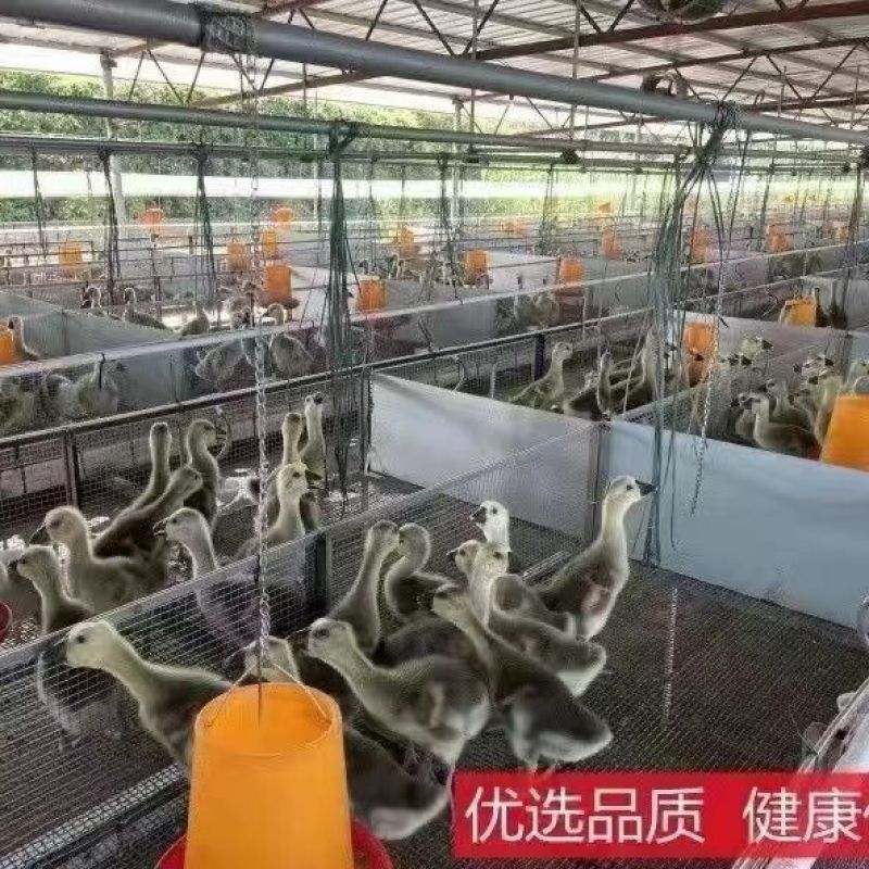 【优选】正宗狮头鹅苗汕头巨型霸王狮头鹅活体苗包打疫苗