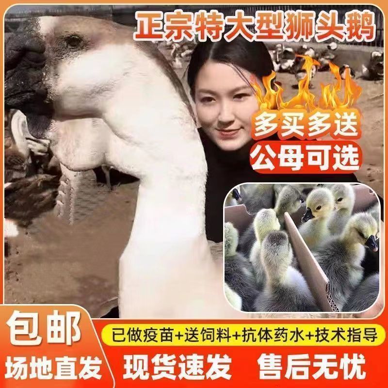 【优选】正宗狮头鹅苗汕头巨型霸王狮头鹅活体苗包打疫苗