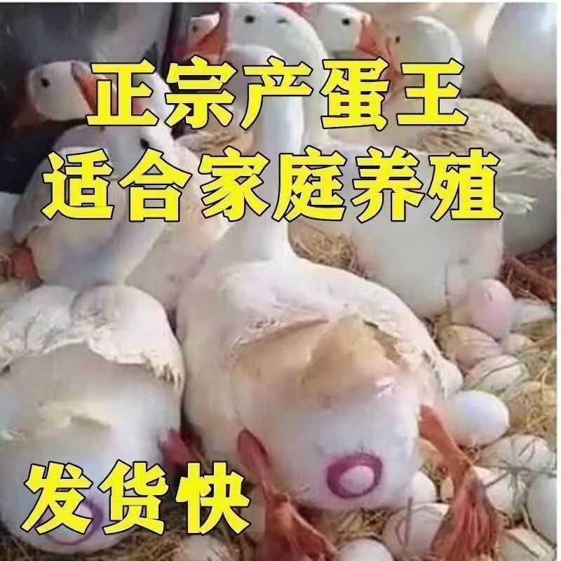 【推荐】大三花鹅苗包运输包成活率货到满意付款孵化场直供