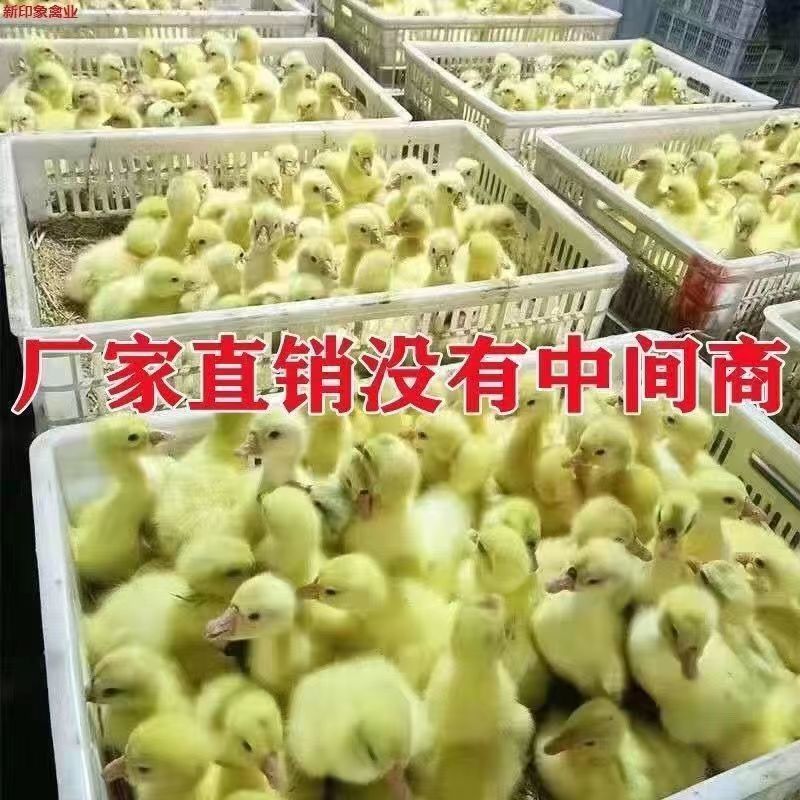 【推荐】大三花鹅苗包运输包成活率货到满意付款孵化场直供