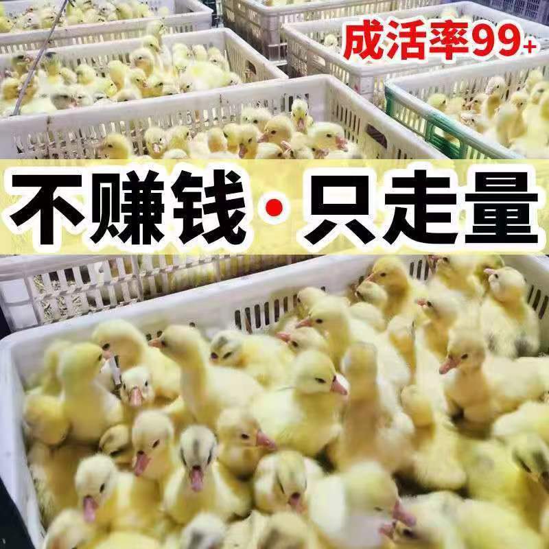 【推荐】大三花鹅苗包运输包成活率货到满意付款孵化场直供