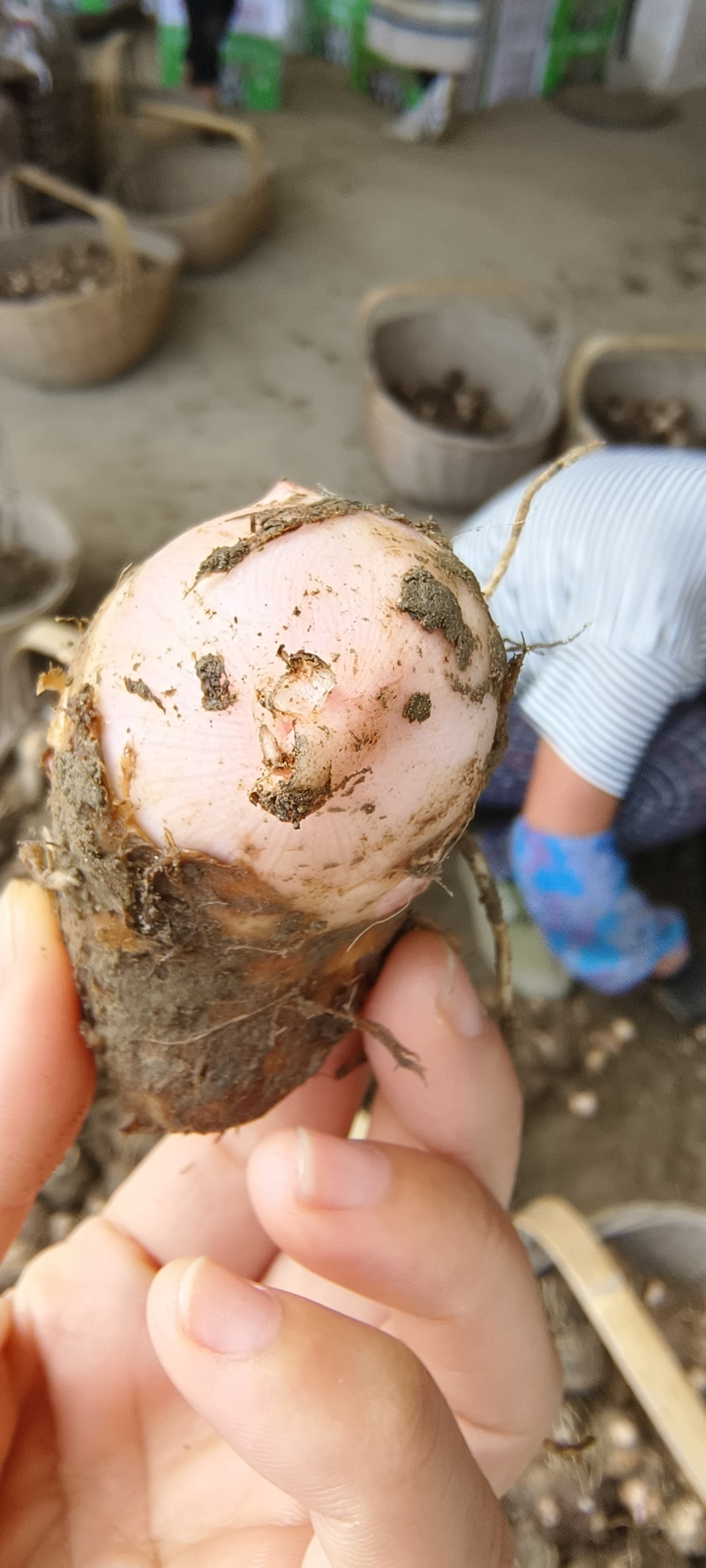 精品浙江芋艿芋头，产地直发，主要优质货，口感好