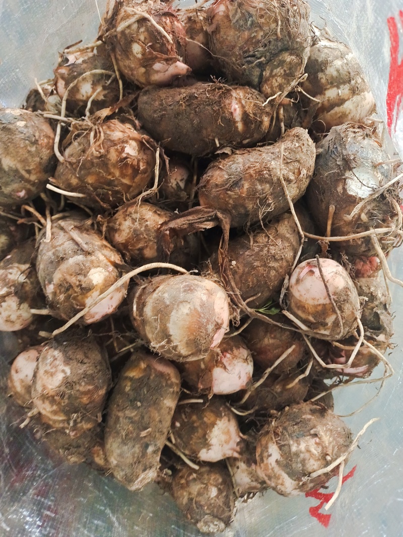 精品浙江芋艿芋头，产地直发，主要优质货，口感好