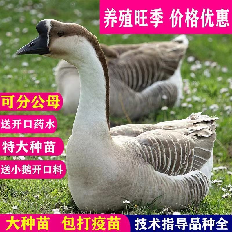 【诚信企业】纯正阳江鹅苗马冈鹅苗实力厂家供货品质保障