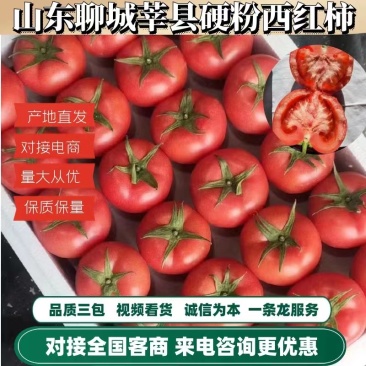 山东莘县硬粉西红柿味美价优可视频看货量大价支持全国发货