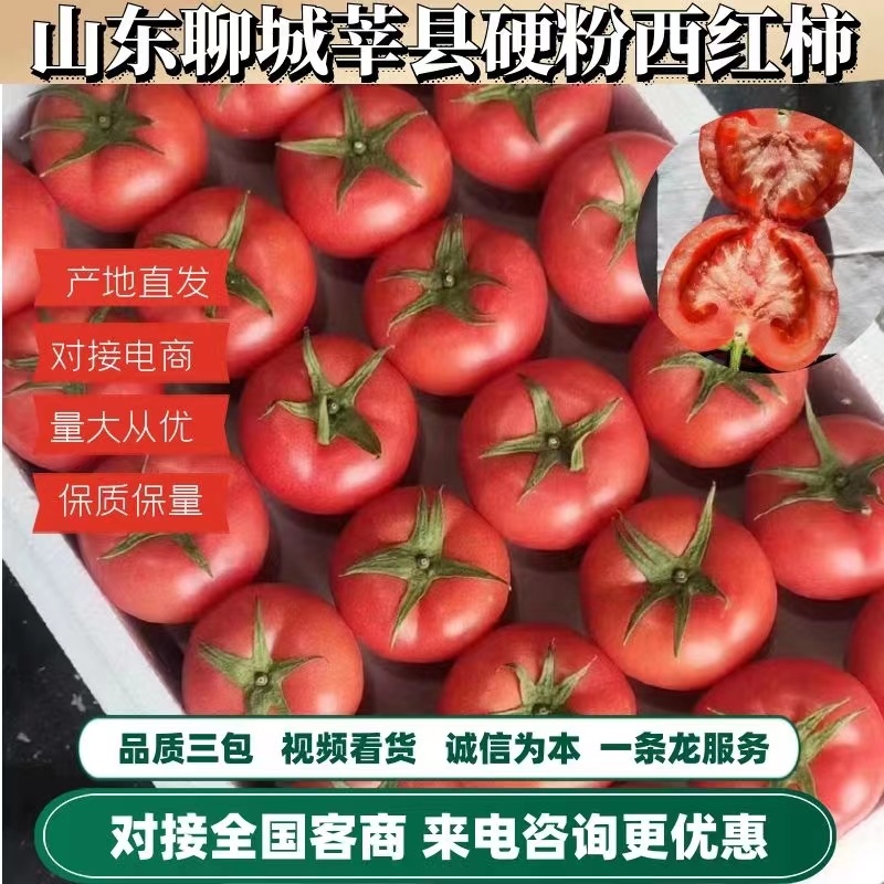 山东莘县硬粉西红柿味美价优可视频看货量大价支持全国发货