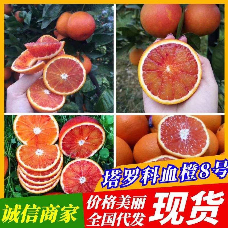四川产地橙子塔罗科血橙皮薄无籽水份充足甜蜜化渣专业服务