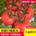 秋延，越冬硬粉西红柿苗，口感番茄苗，高抗病毒，抗死棵