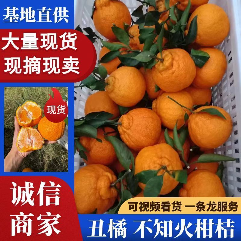 正宗丑橘不知火个头大皮薄无籽甜蜜化渣水分充足视频看货接送
