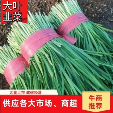 【推荐】韭菜河北大叶韭菜基地直发一手货源鲜货供应量大优惠