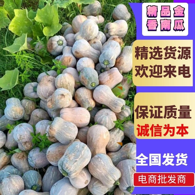 金香南瓜千亩基地直供外贸档口商超电商，欢迎采购