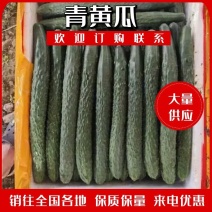 湖北恩施精品青黄瓜，诚信商家，质量保证，欢迎客商选购